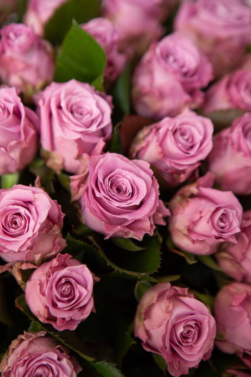 Розы фиолетовые Миритим