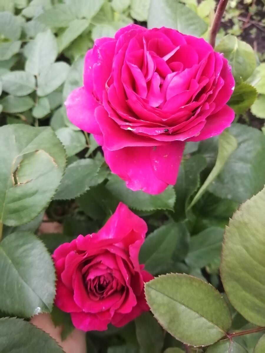 Роза чайно гибридная Виен Роуз