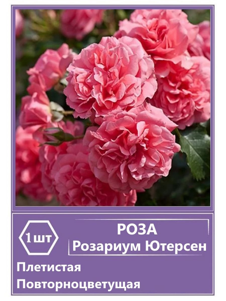 Розариум Ютерсен роза плетистая
