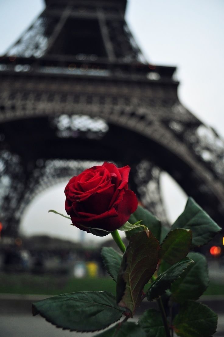 Париж розы