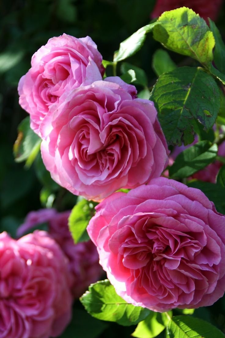 Роза английская Gertrude Jekyll