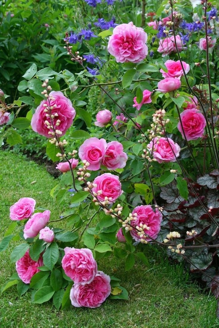 Роза Gertrude Jekyll