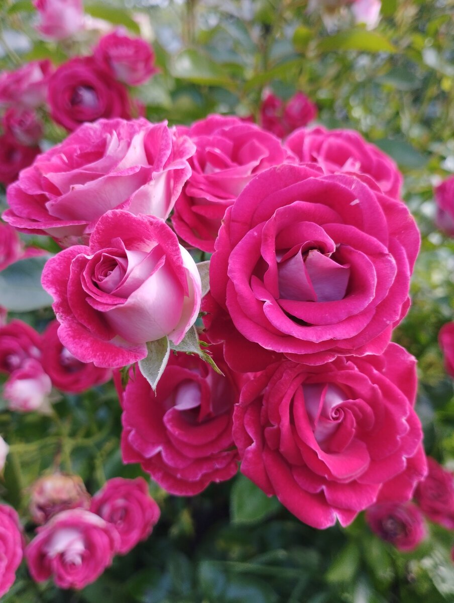Роза шоне майн гарден