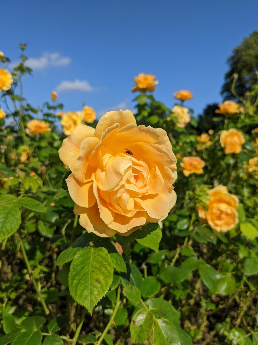 Риджентс парк Regents Park роза