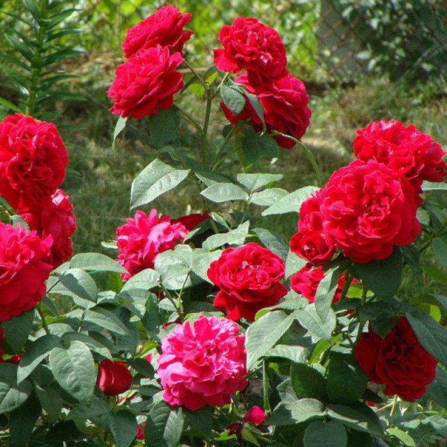 Бенджамин Бриттен роза флорибунда