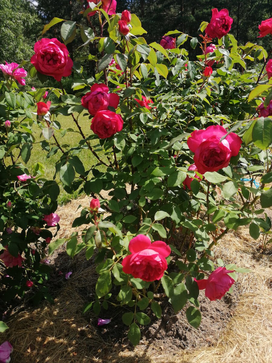 Роза бенжамин бриттен