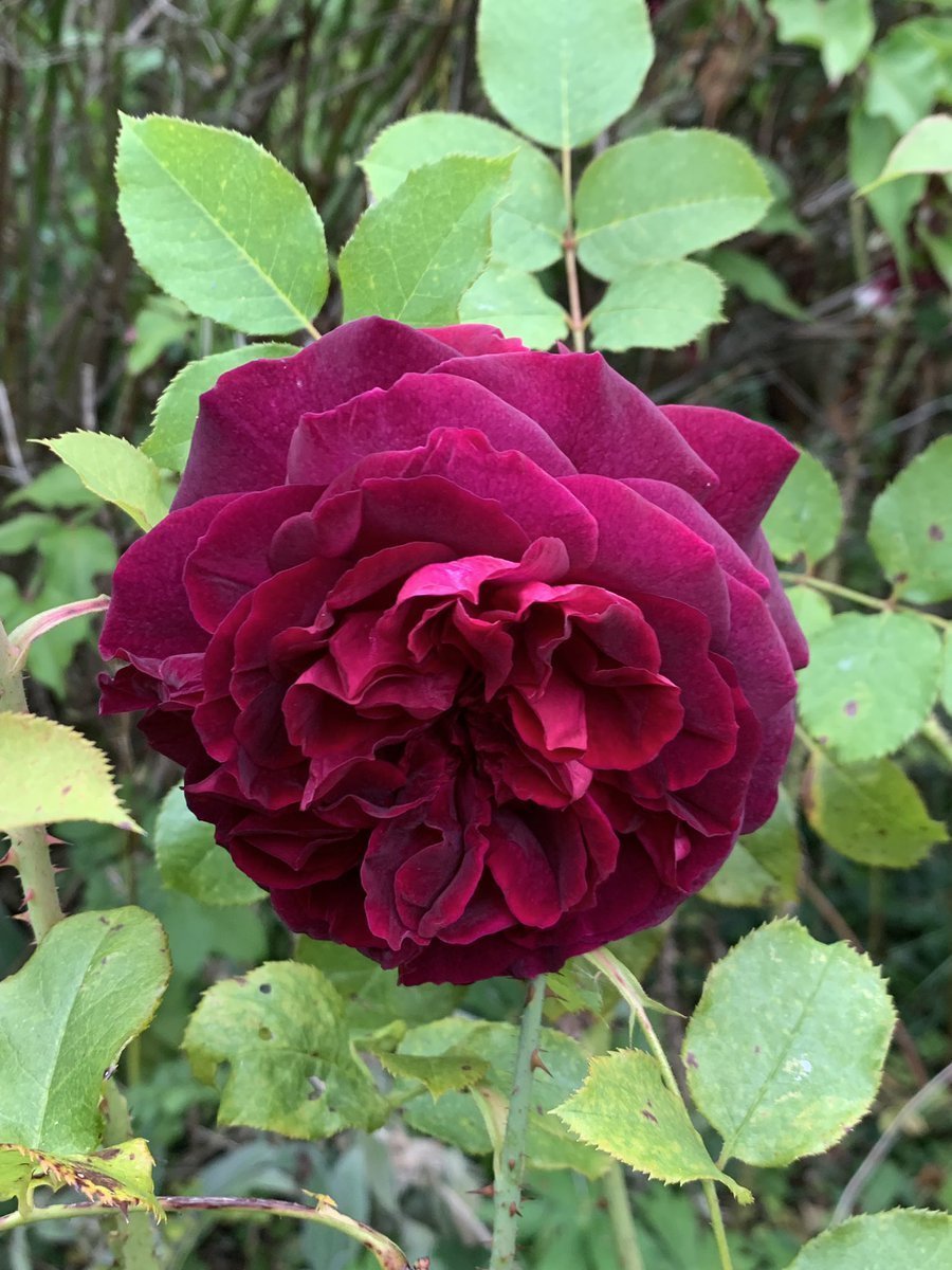 Парковая роза Тесс