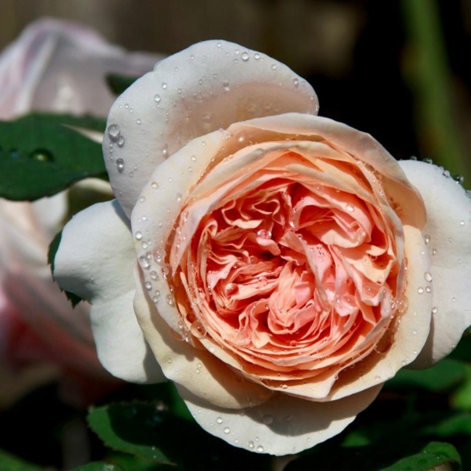Сорт розы Клер Роуз