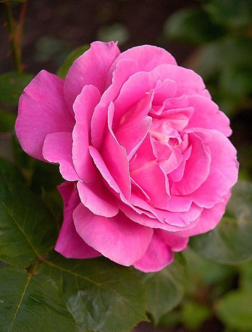 Плетистая роза Критерион