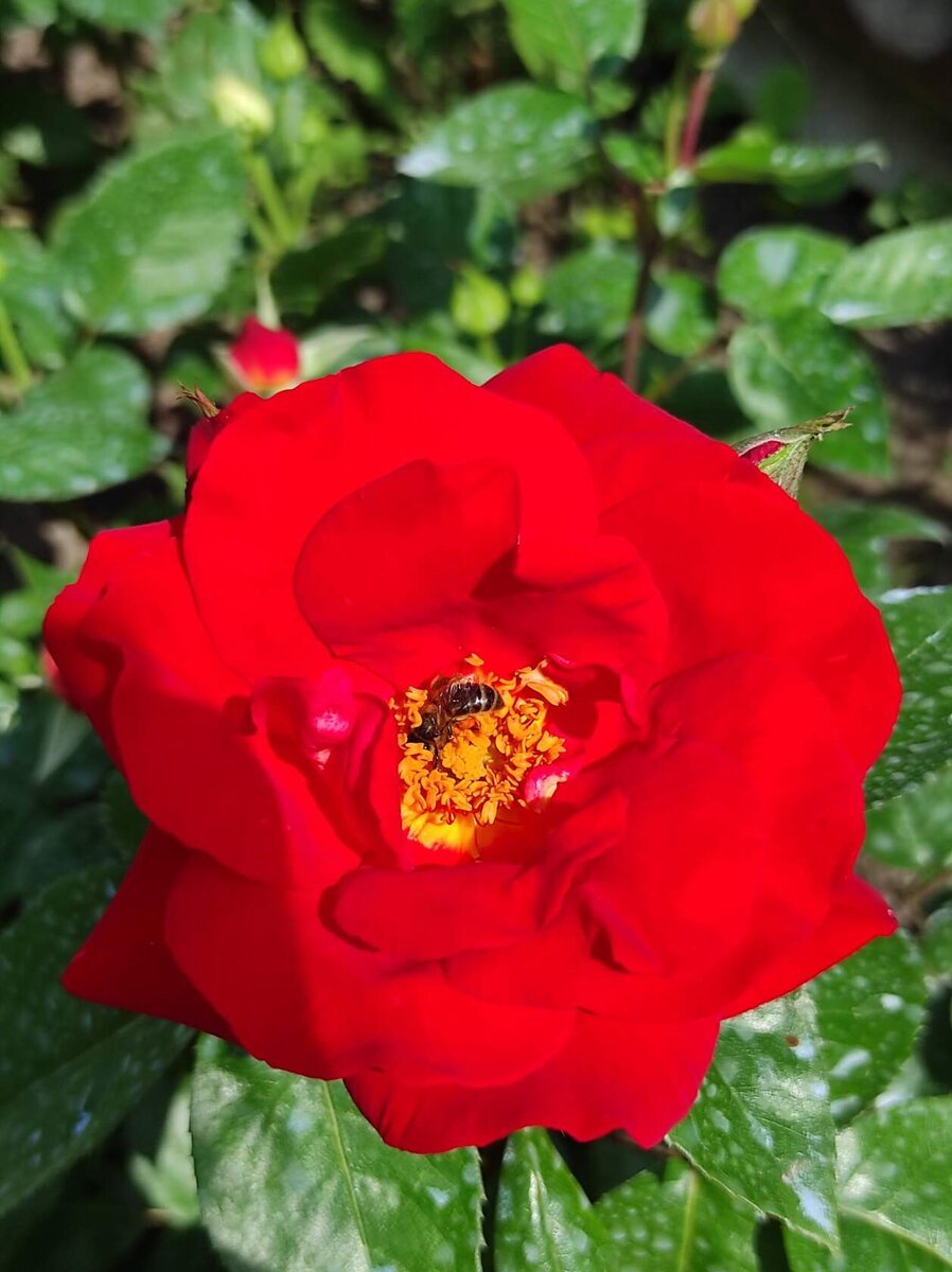Роза Равенна шраб