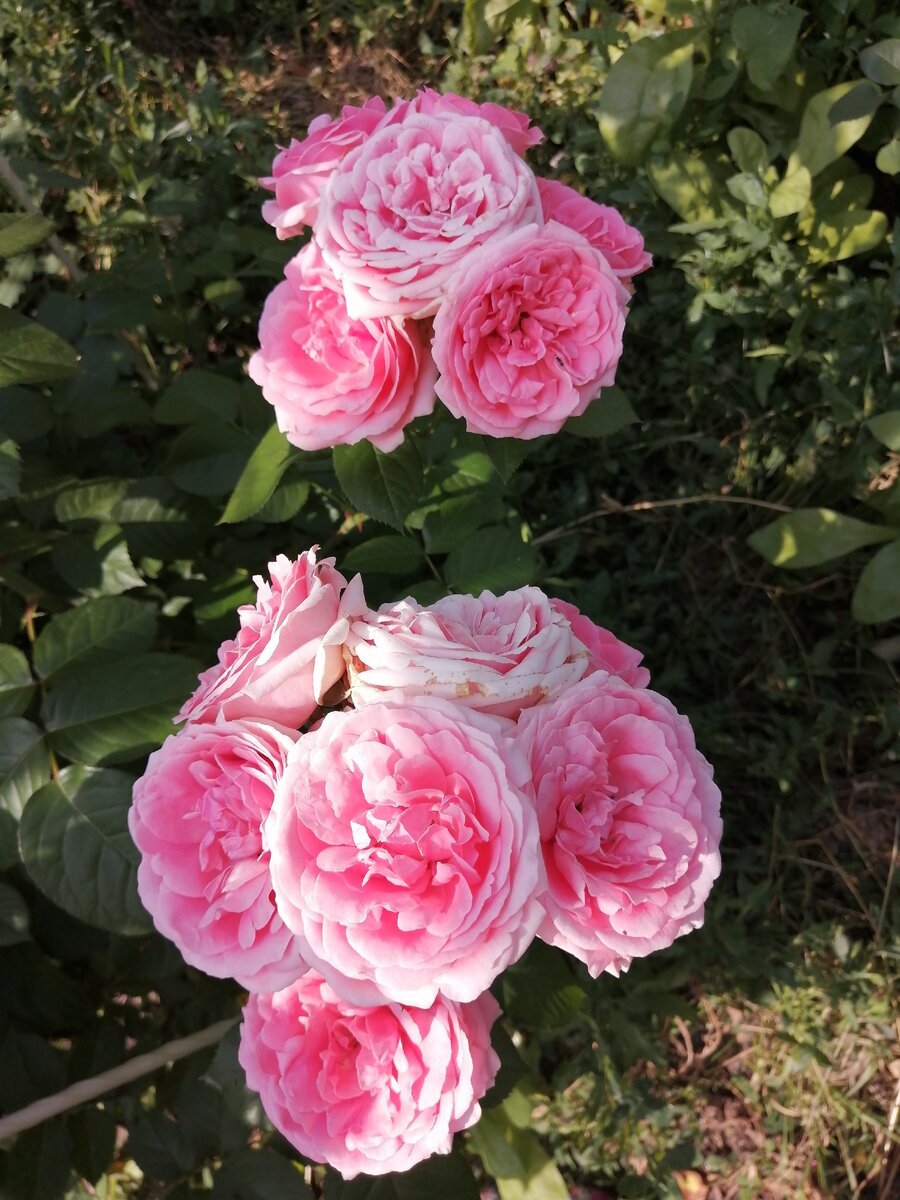 Роза шраб кимоно