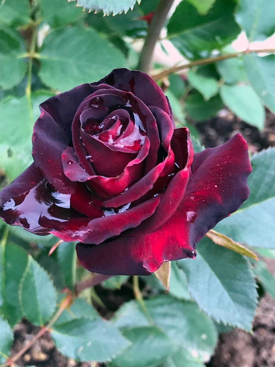 Роза чайно-гибридная черный принц