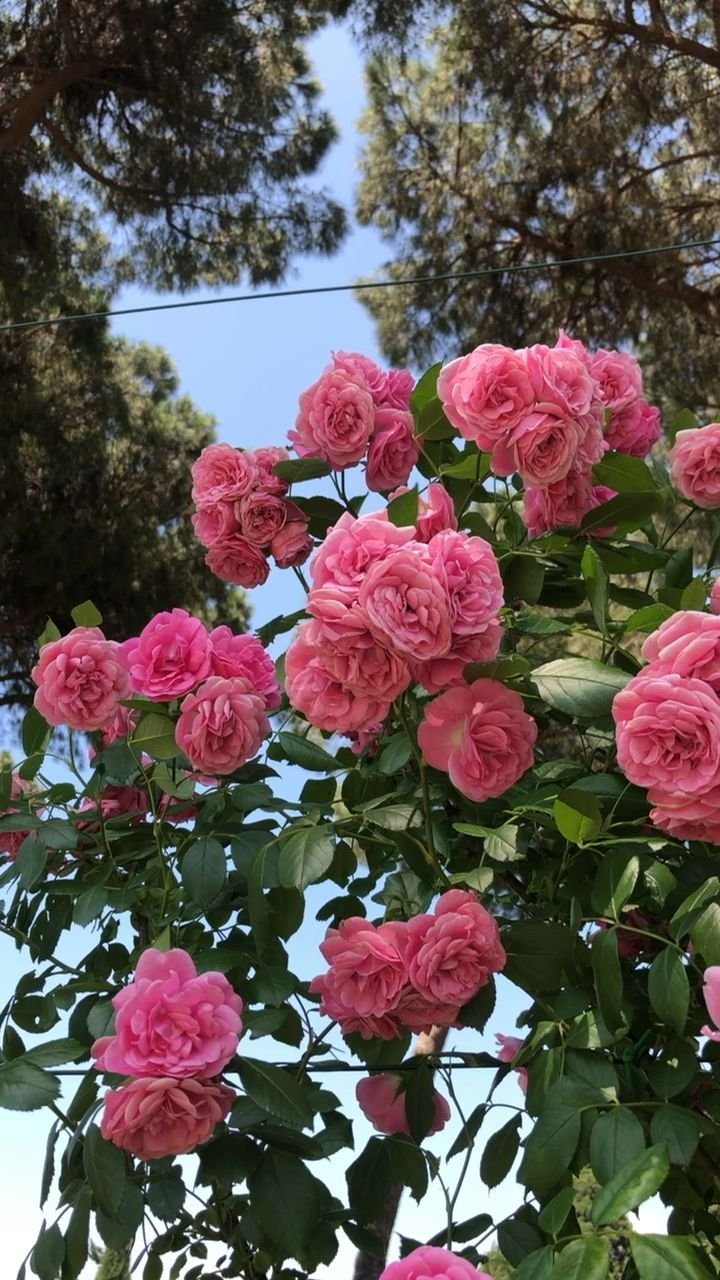 Розы плетистые Розен Гарден