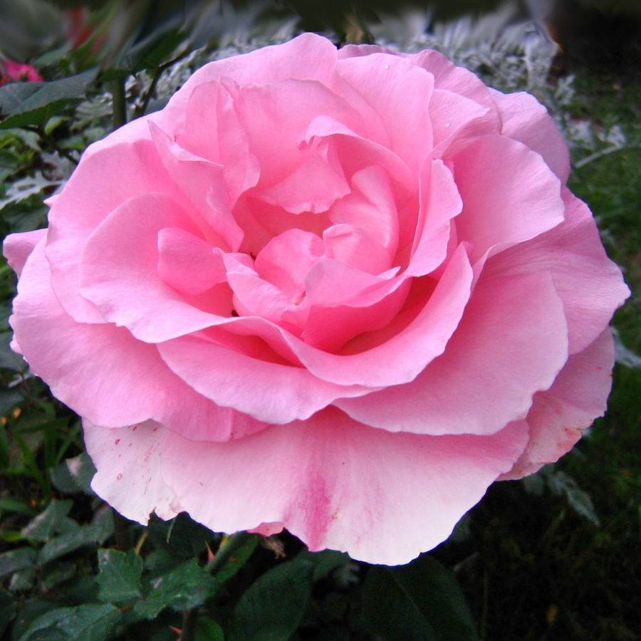 Роза Гранд Гала розовая