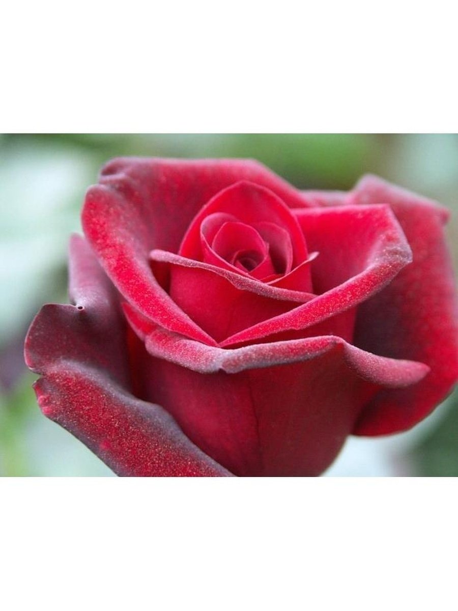 Роза чайно-гибридная розовый Гранд Гала