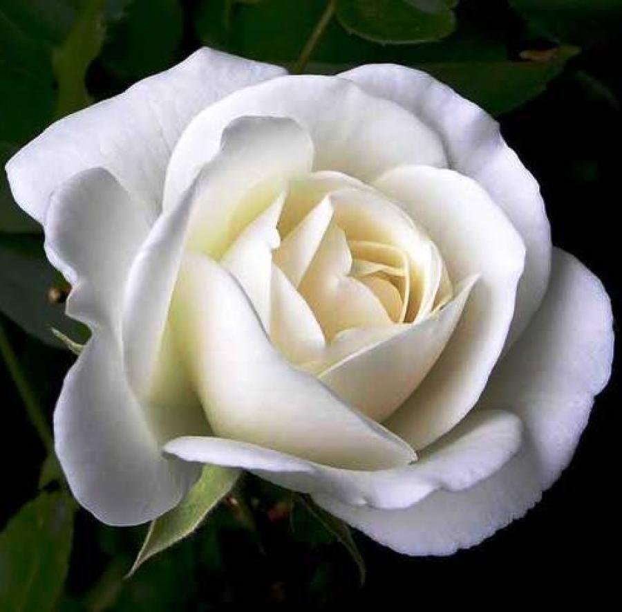Чайно гибридная роза белая