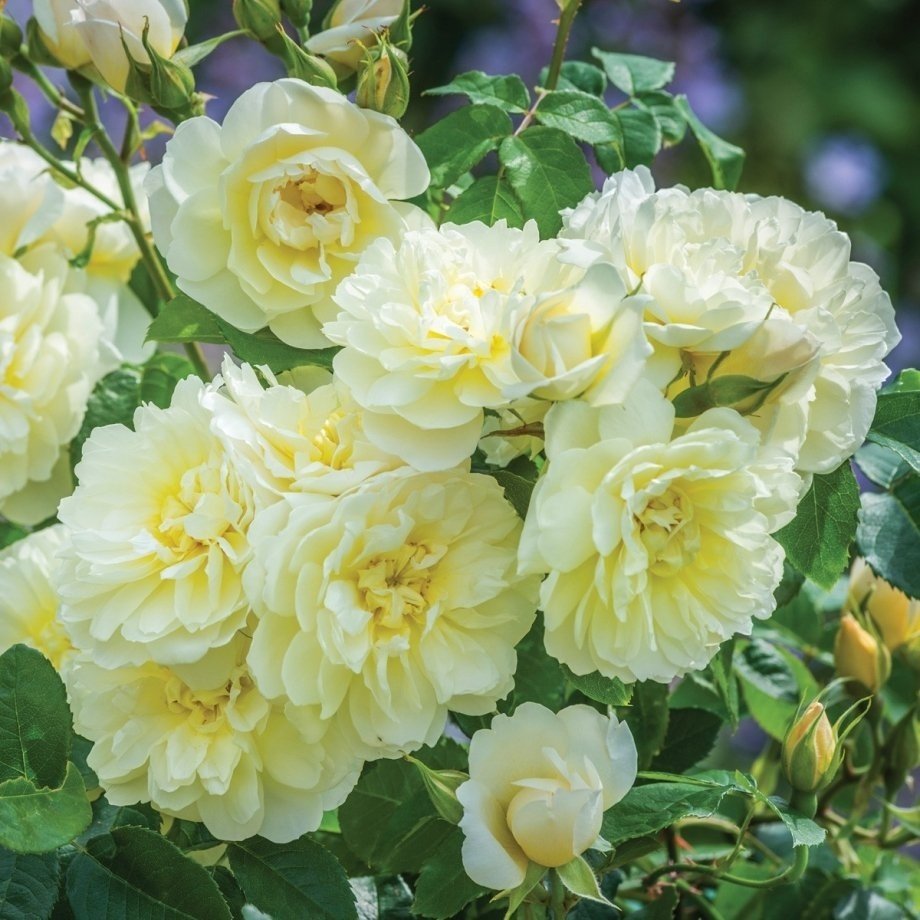 Английская Парковая роза Imogen