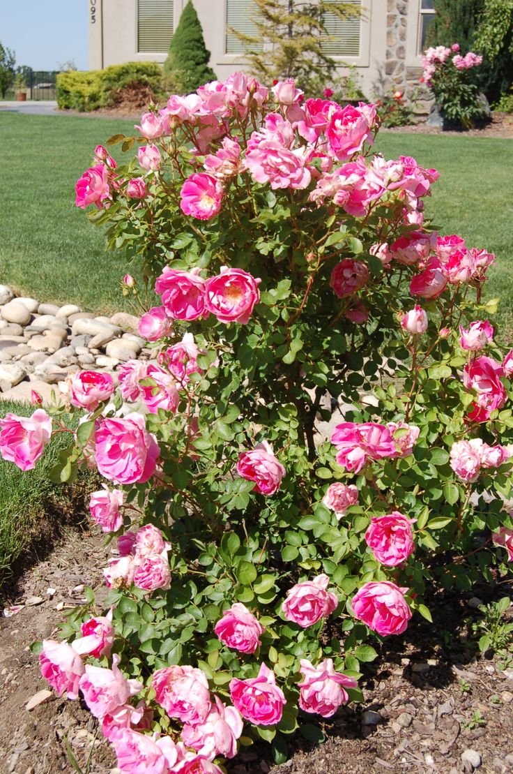 Rosa Double Pink Knock out