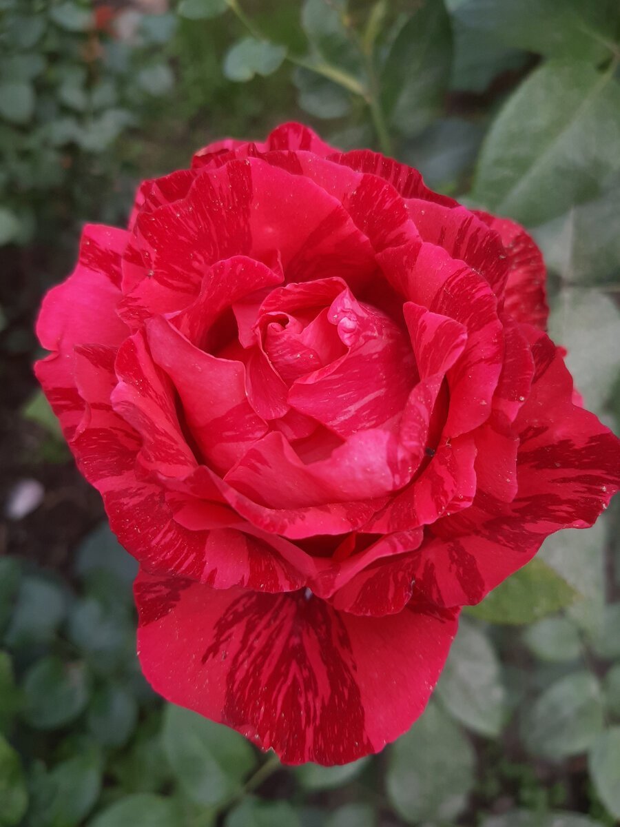 Роза красная ред интуишн