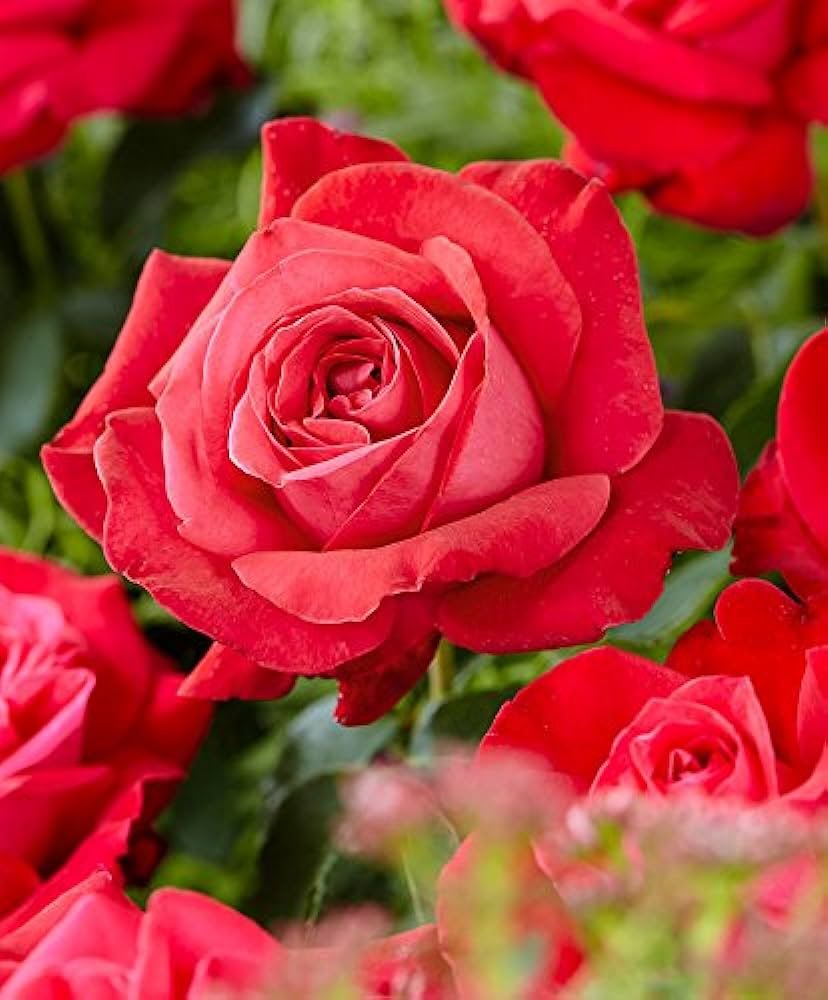 Роза грандифлора красная