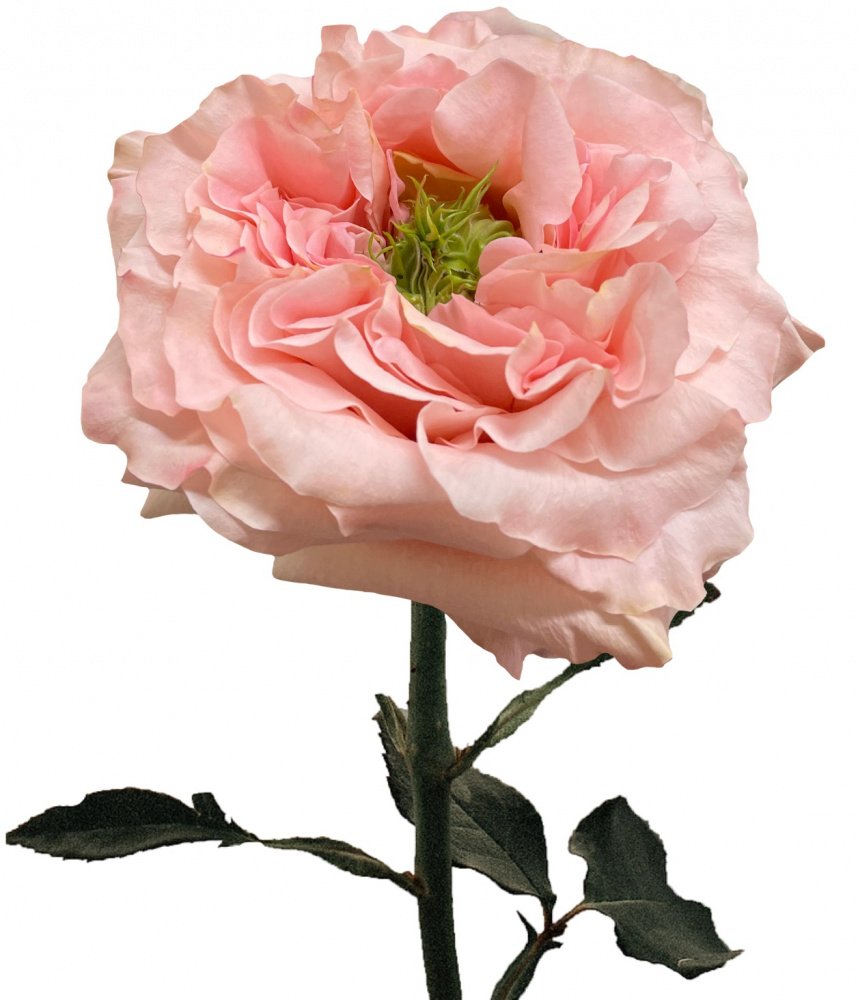 Роза принцесс Краун Эквадор
