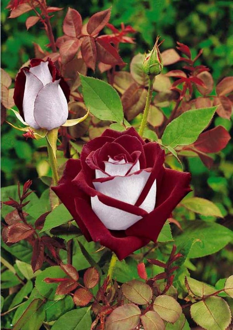 Сорт розы Осирия
