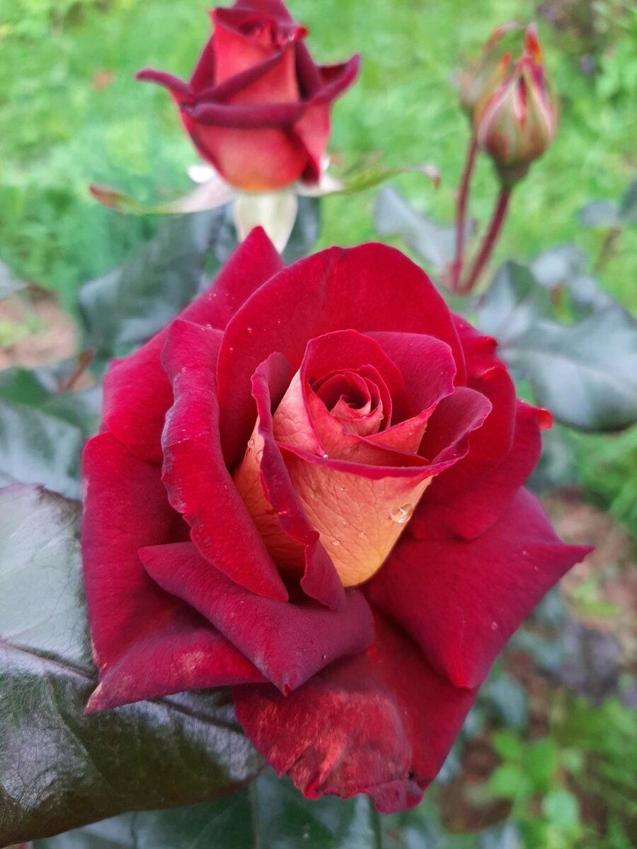 Роза чайно-гибридная Eddy Mitchell