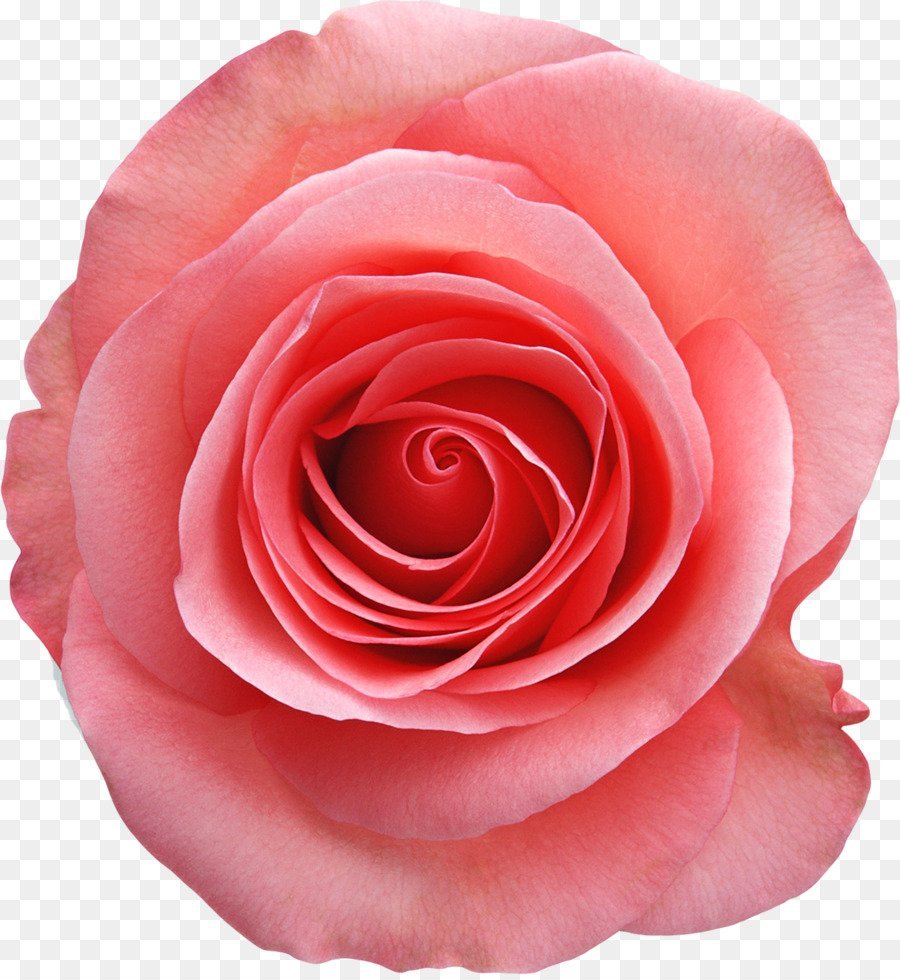 Розовые розы Пинк Фловер