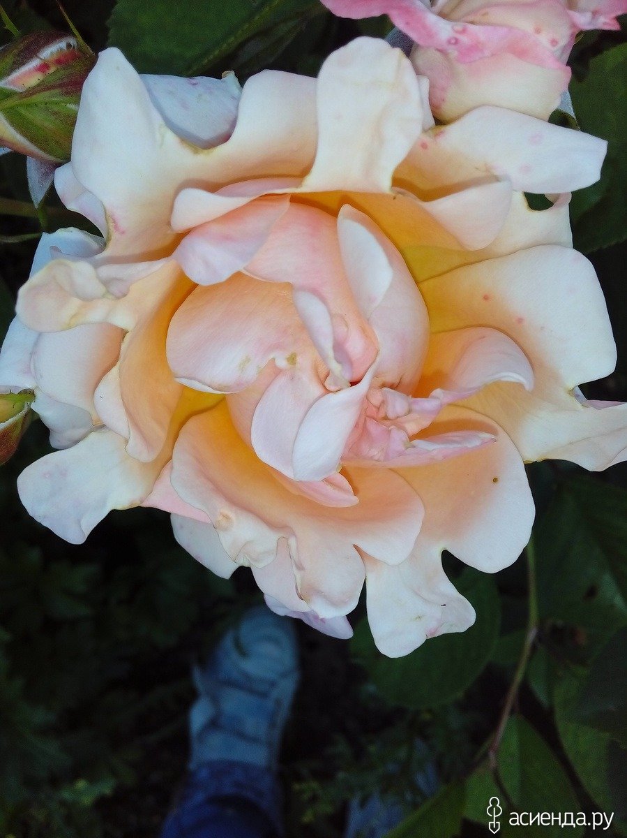 Роза Тсумуги