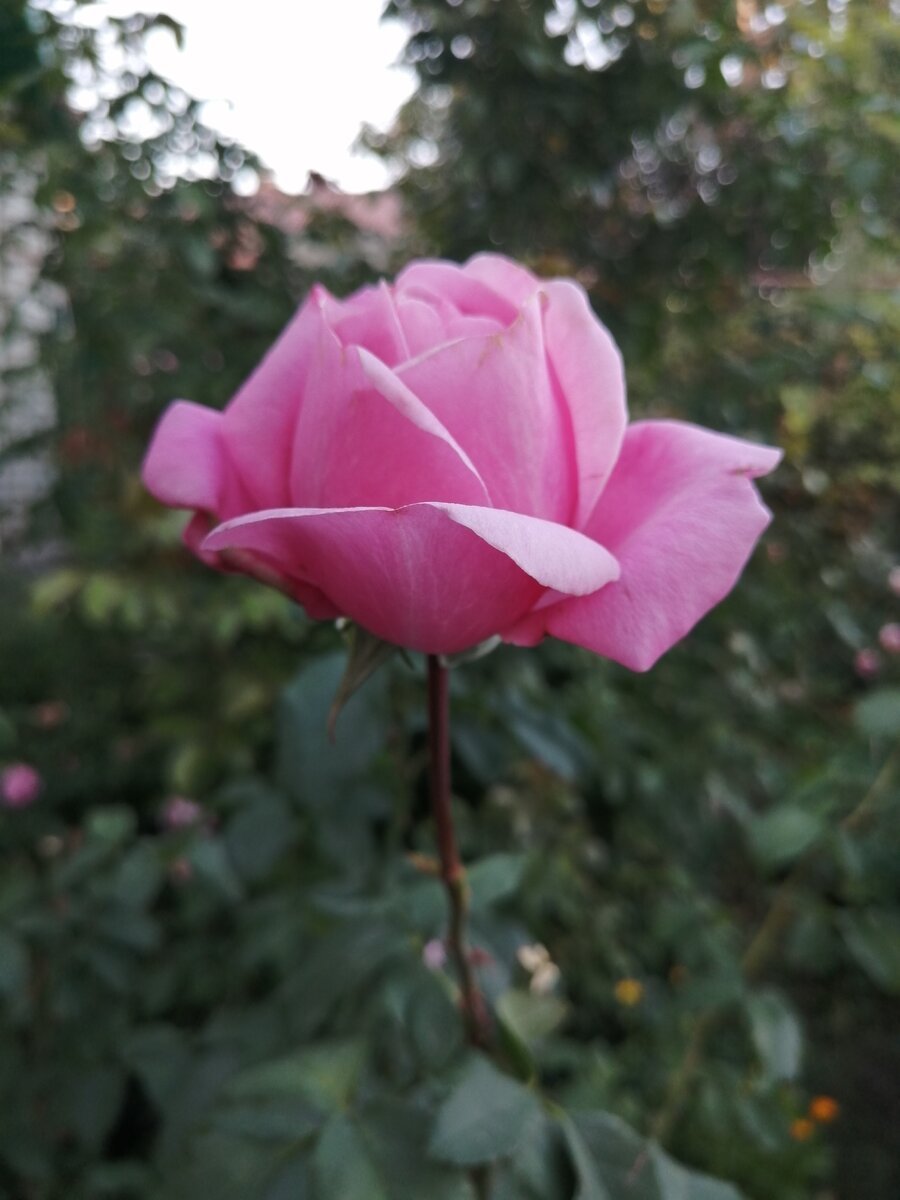 Роза акапелла энциклопедия роз