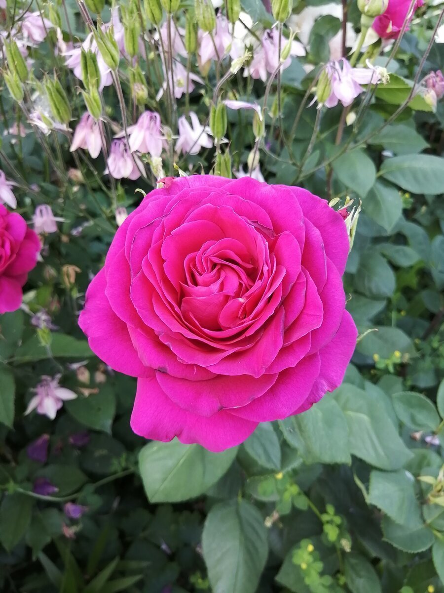 Роза чайно-гибридная Биг Пурпл