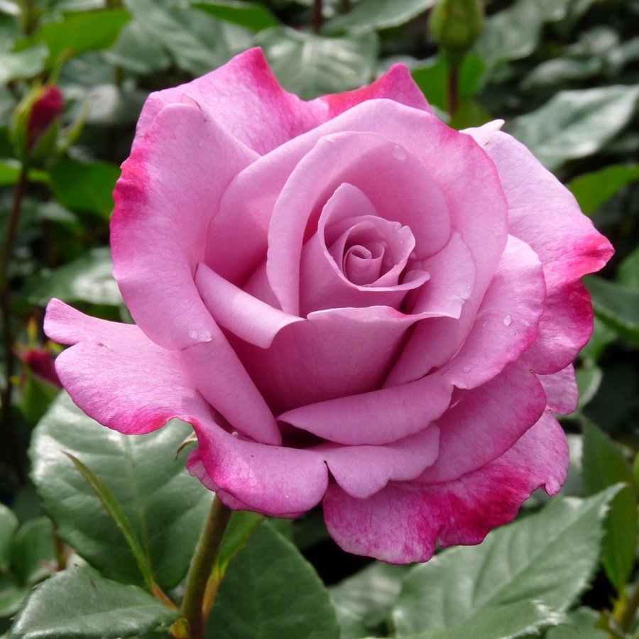 Роза чайно-гибридная Муди Блю