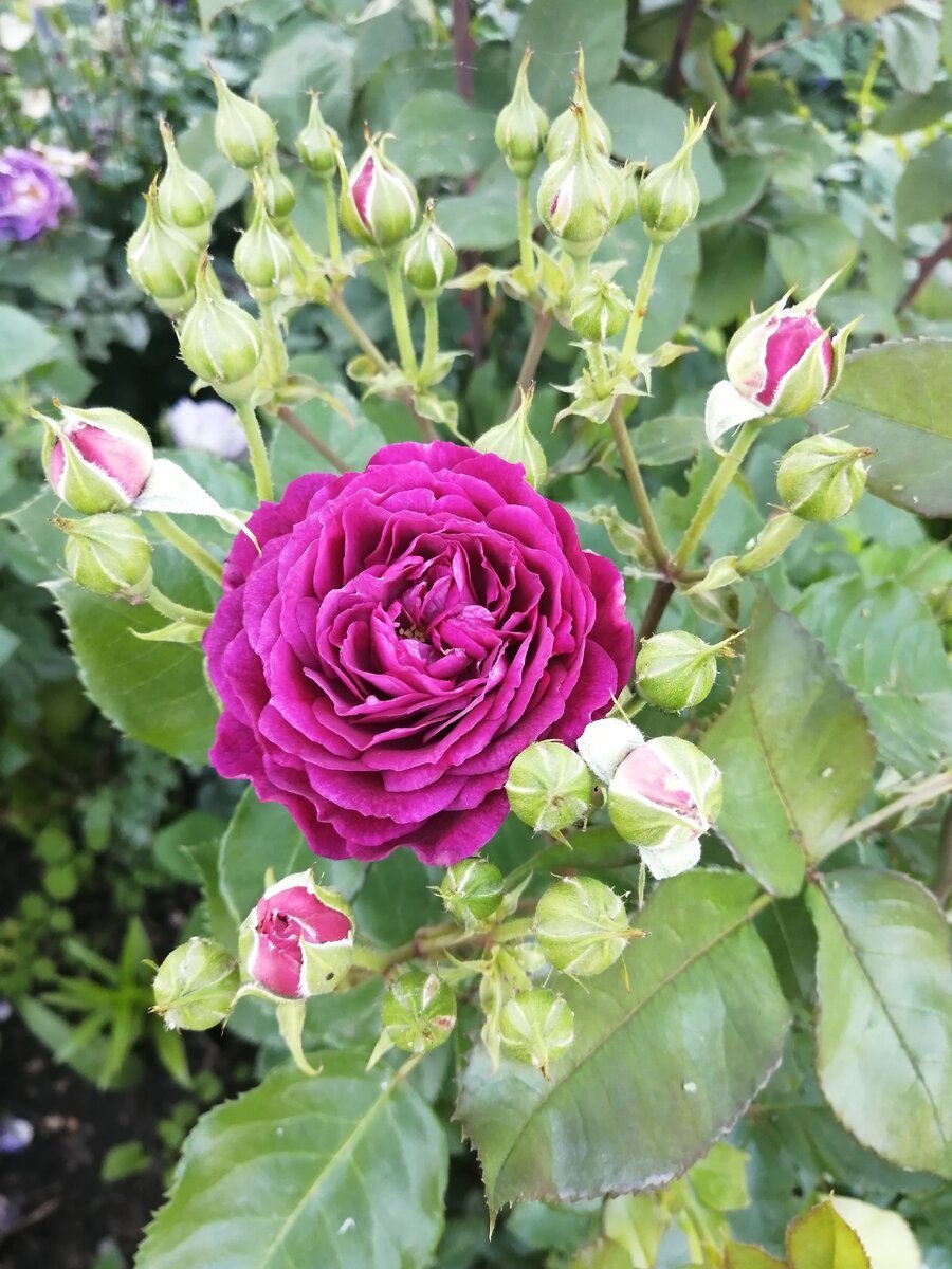 Роза Моджо шраб