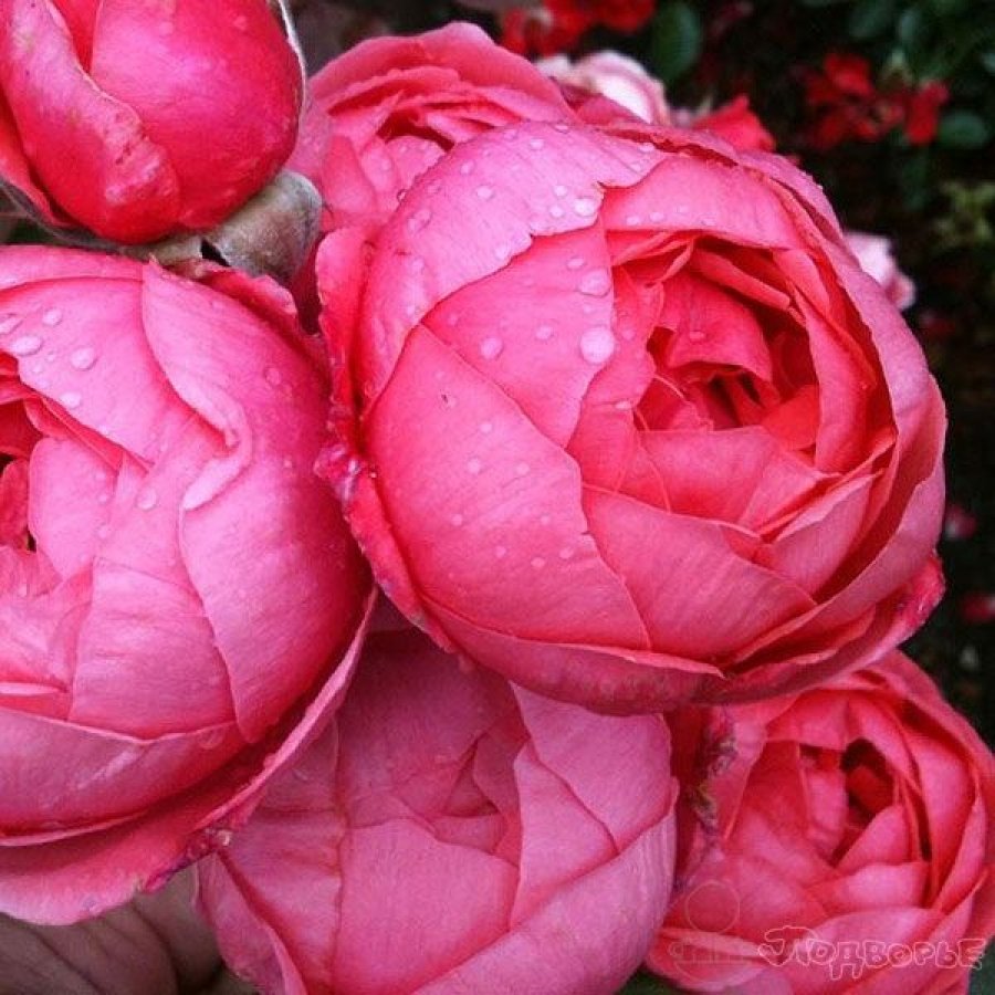 Freifrau Caroline роза