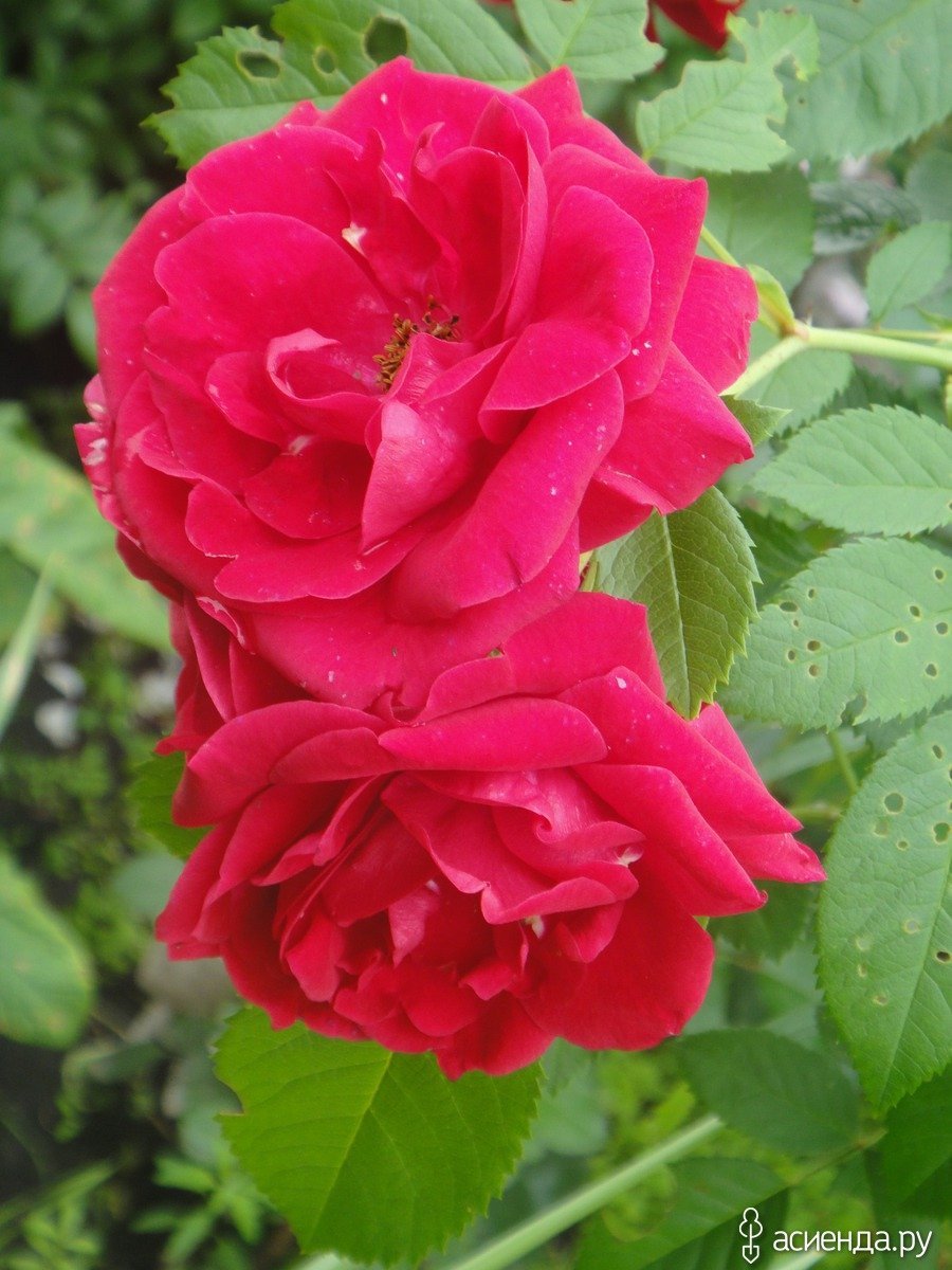 Роза канадская John Cabot