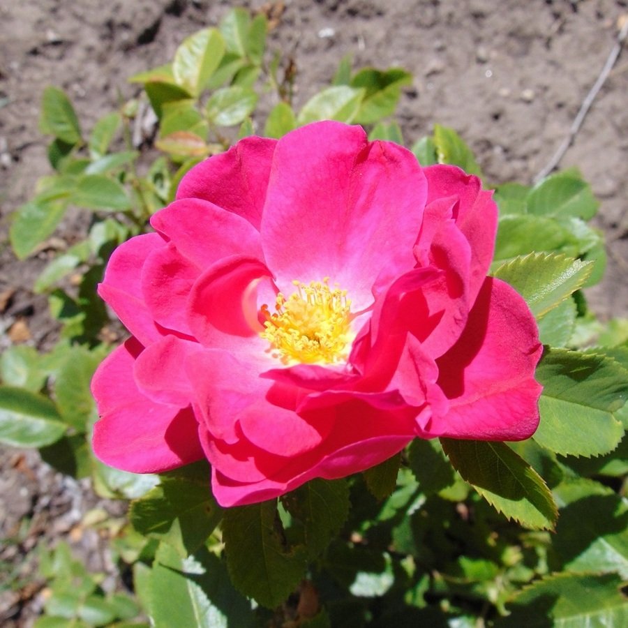John Cabot Джон Кабот роза