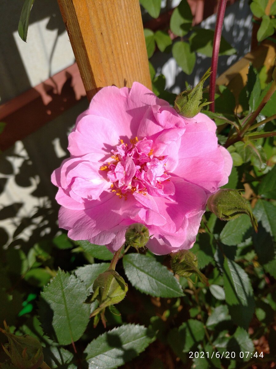 Роза Мари викторин канадская Парковая