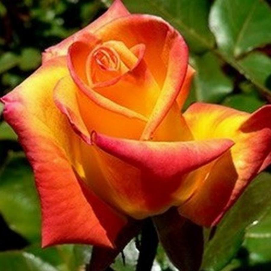 Роза чайно-гибридная Альмер Голд