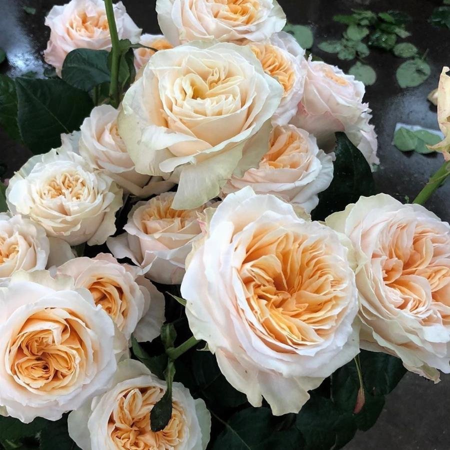 Роза Victorian Peach