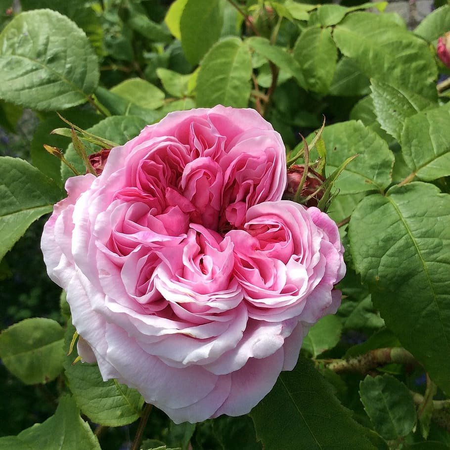 Waltz Meilland роза