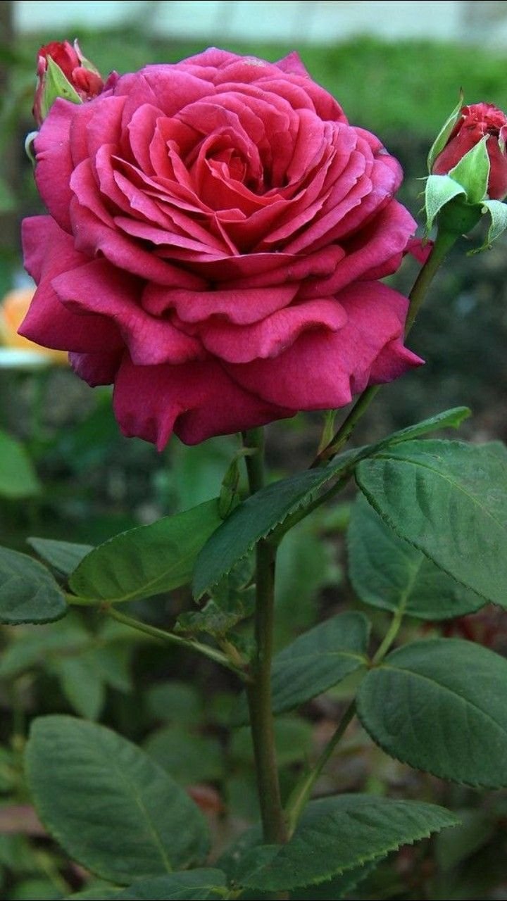 Роза Биг Перл