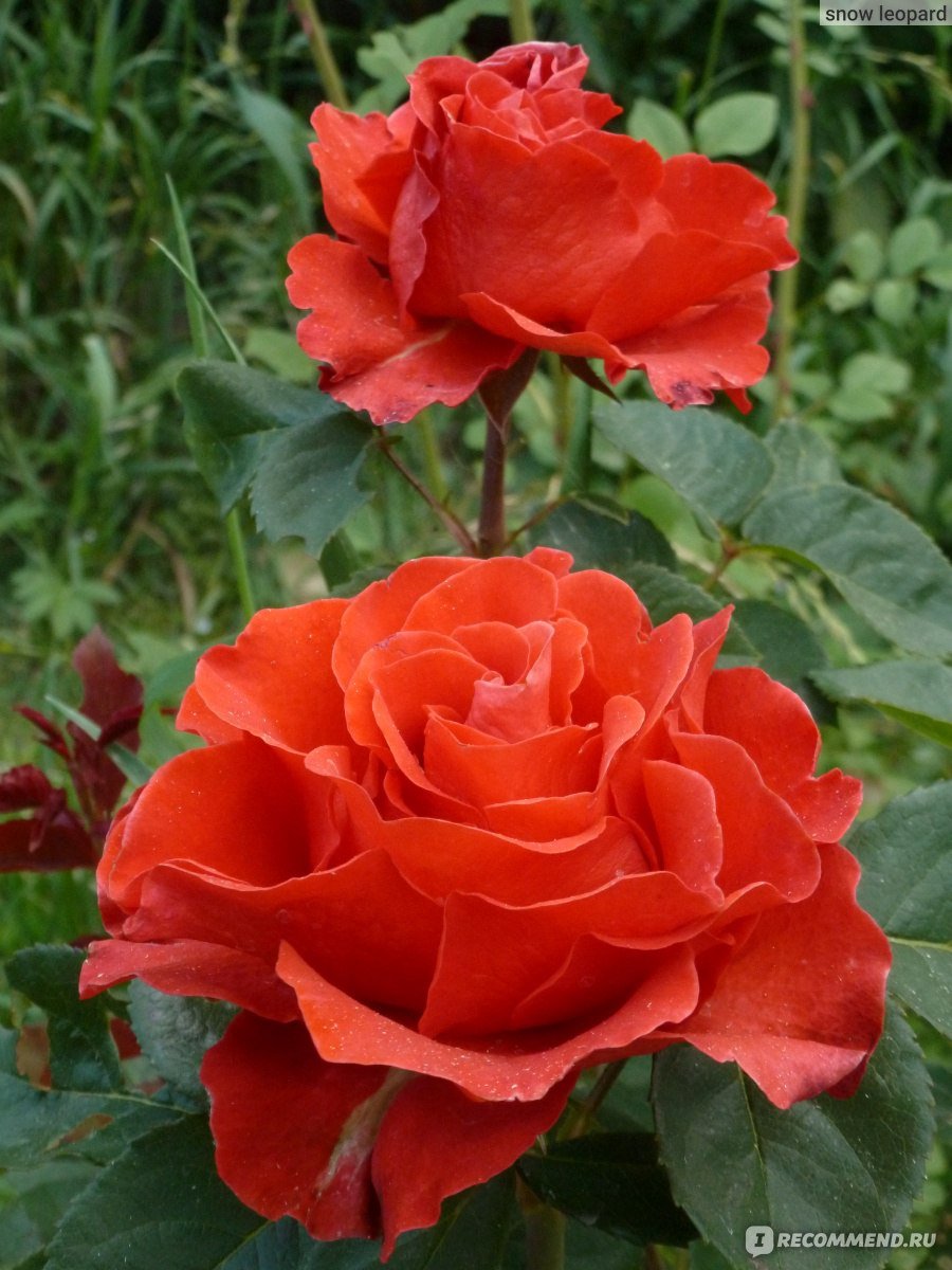 Чайно-гибридная роза Эль Торро