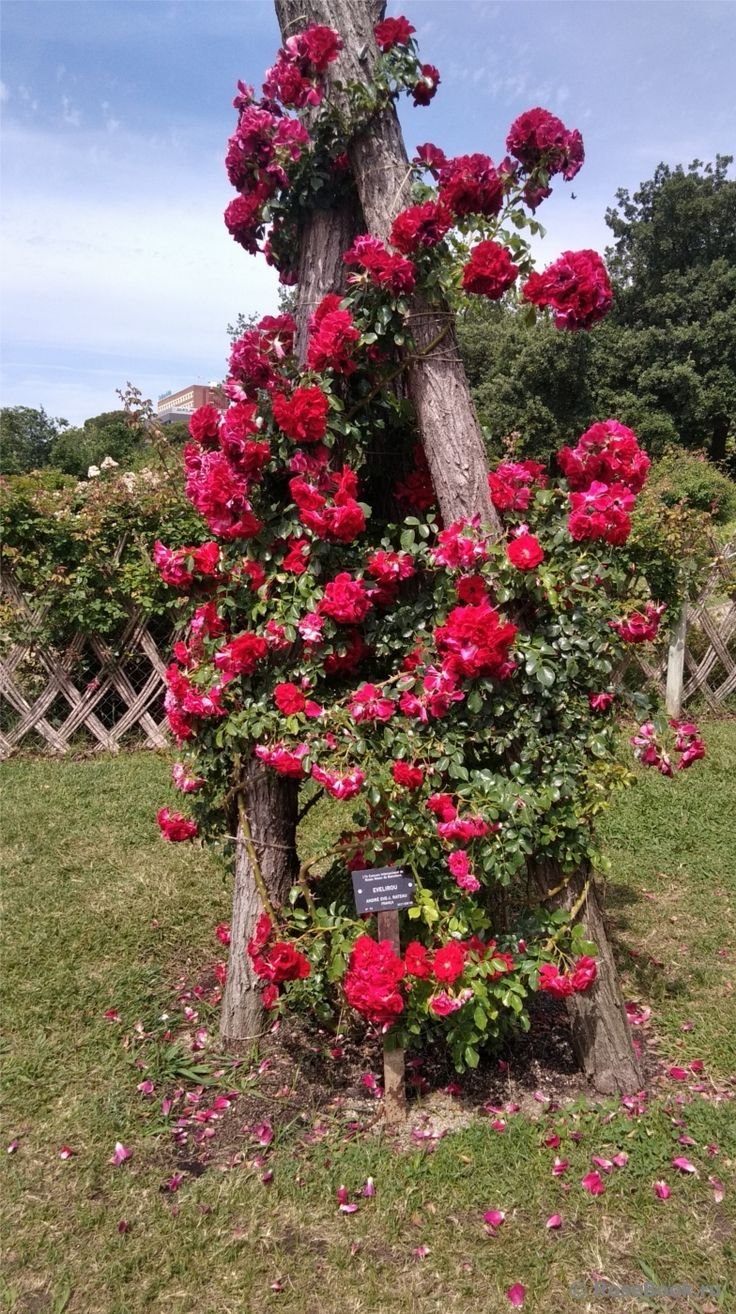 Плетистая роза на дереве