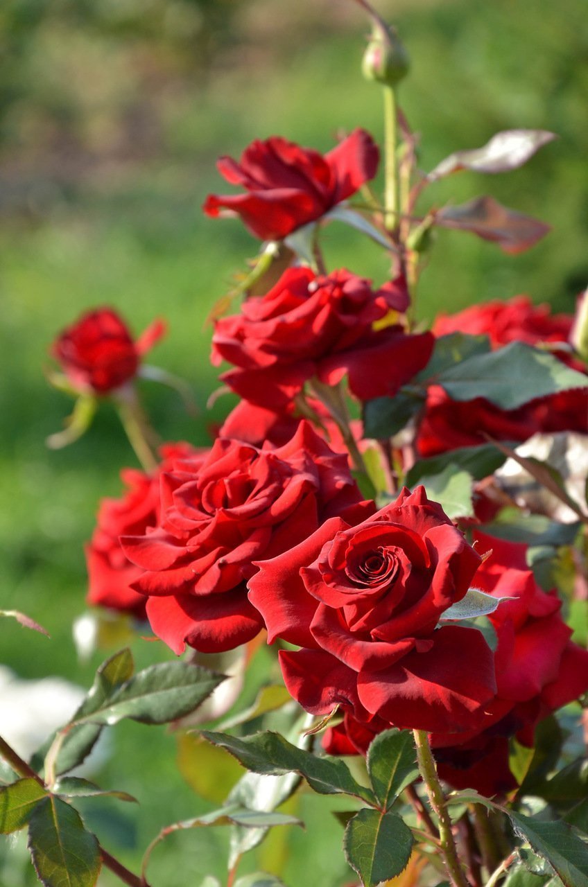 Red Pantera роза