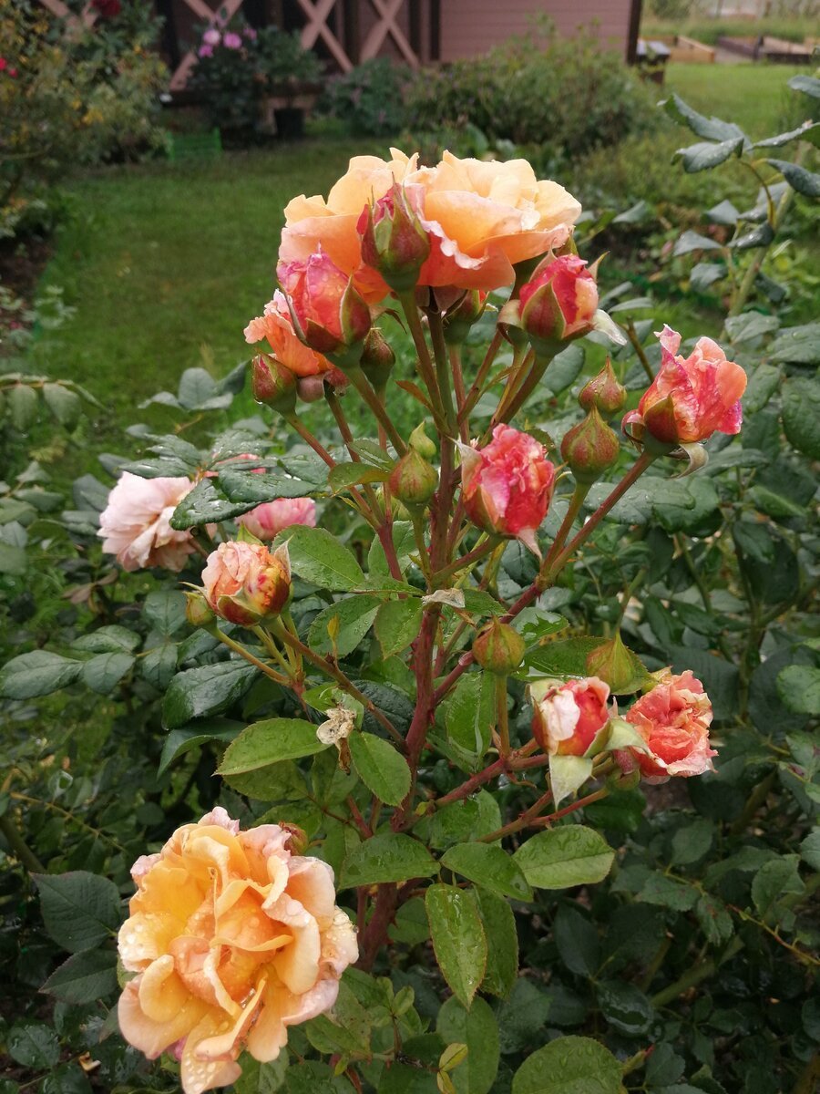Роза плетистая шраб