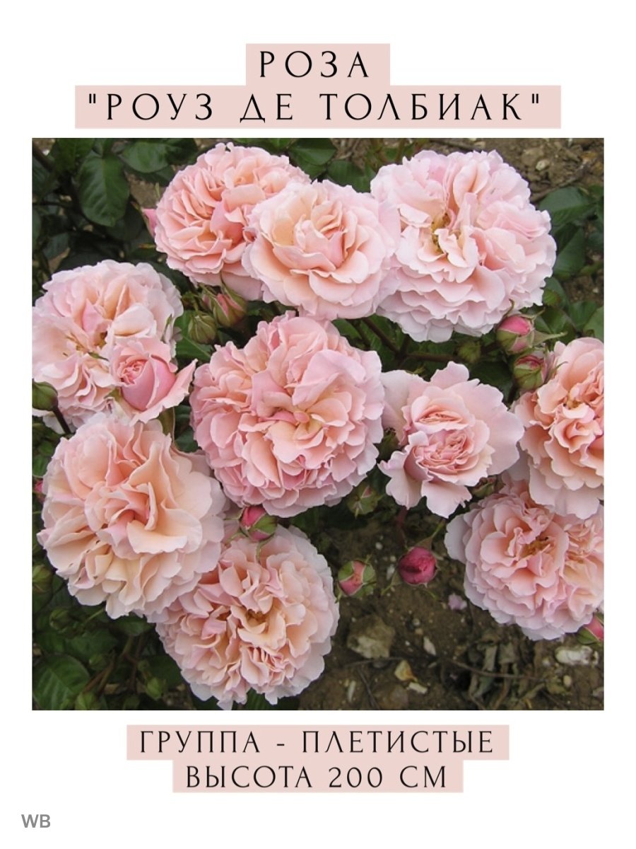 Роз де Толбиак Rose de Tolbiac роза