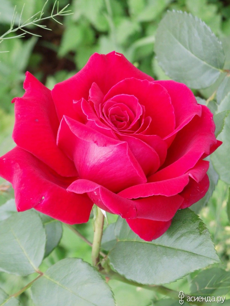 Сорт розы Jacques Prevert