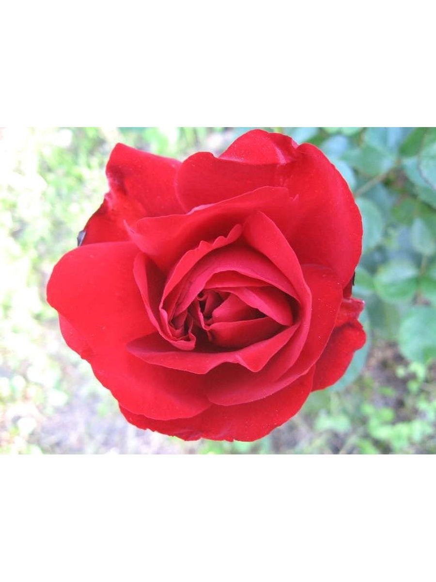 Роза полиантовая "Lilli Marleen"