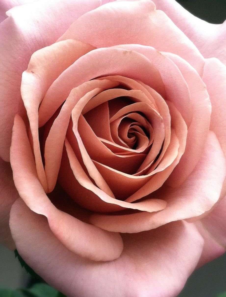 Пыльно розовые розы