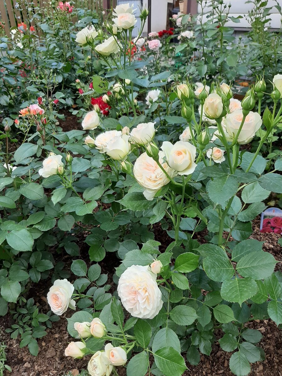 Роза флорибунда Пастелла